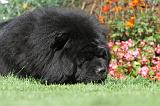 CHOW CHOW 388
